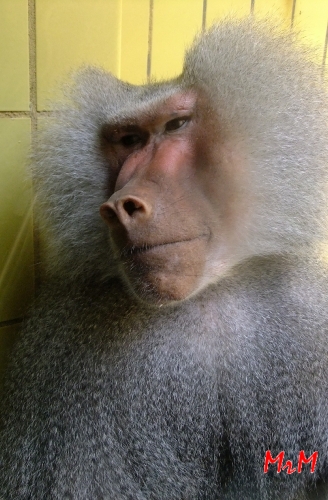 Frankfurt Zoo